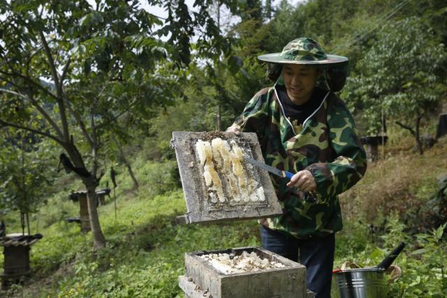 湖北农产品创业者望宁：神农架蜂农用命去换钱，我想帮帮他们
